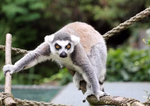 Ve střehu
